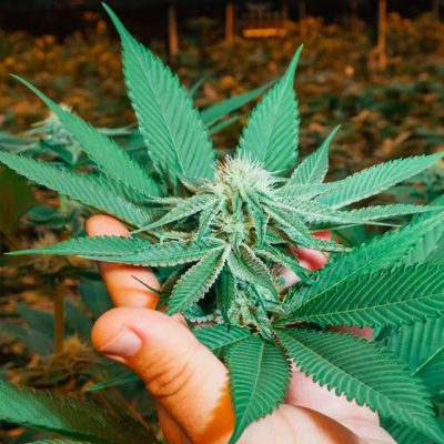 Cannabis Industry Confronts Billion-Dollar Threat: Weak Weed