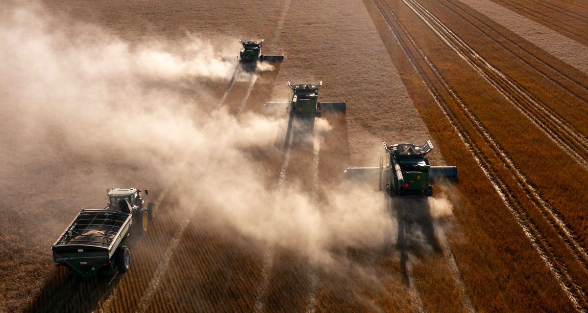 Harvesting Crews Hustle to Bring in Wheat Crop Hit by Drought, Late Rains