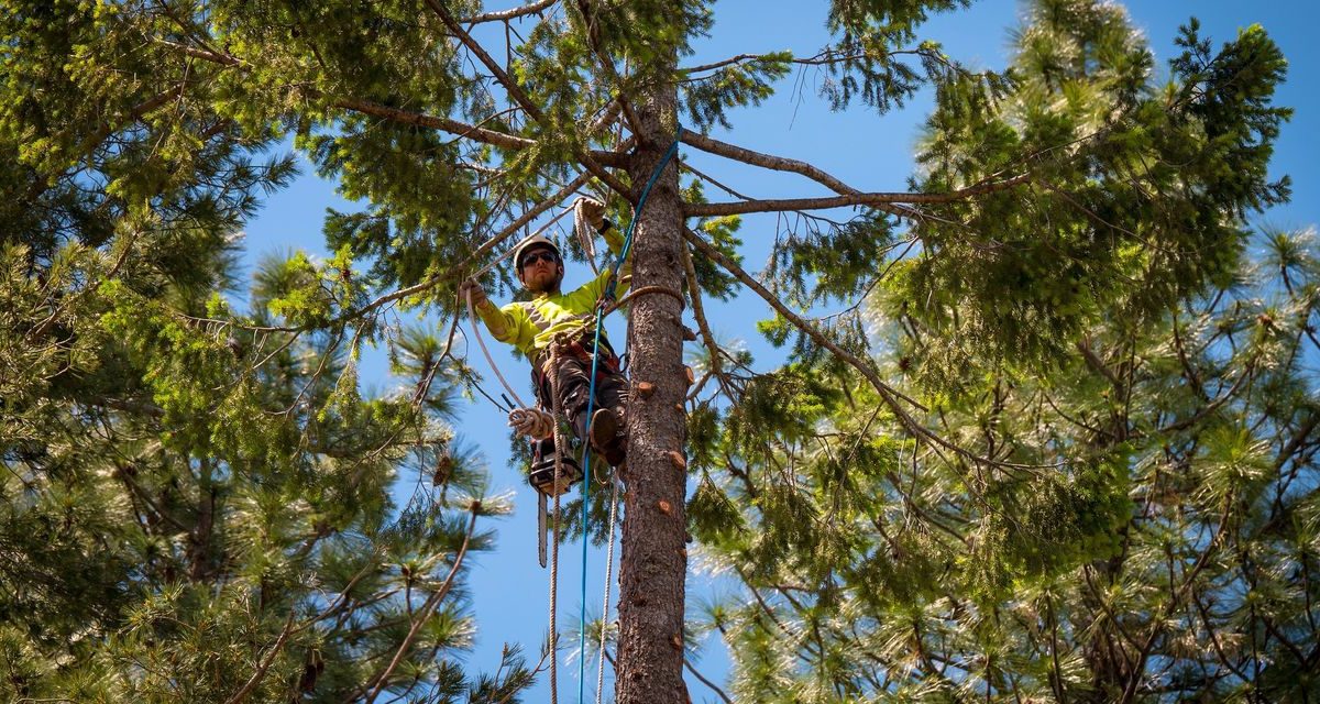 PG&E Scraps Tree-Trimming Program Once Seen as Key to Fire Prevention
