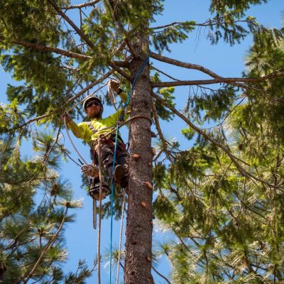 PG&E Scraps Tree-Trimming Program Once Seen as Key to Fire Prevention